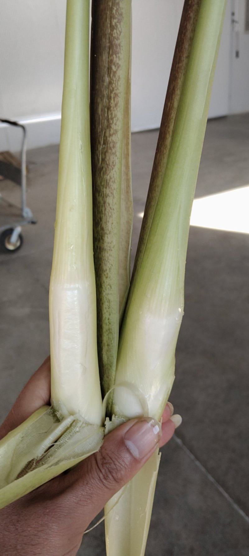 茭白精品，电商有量供应