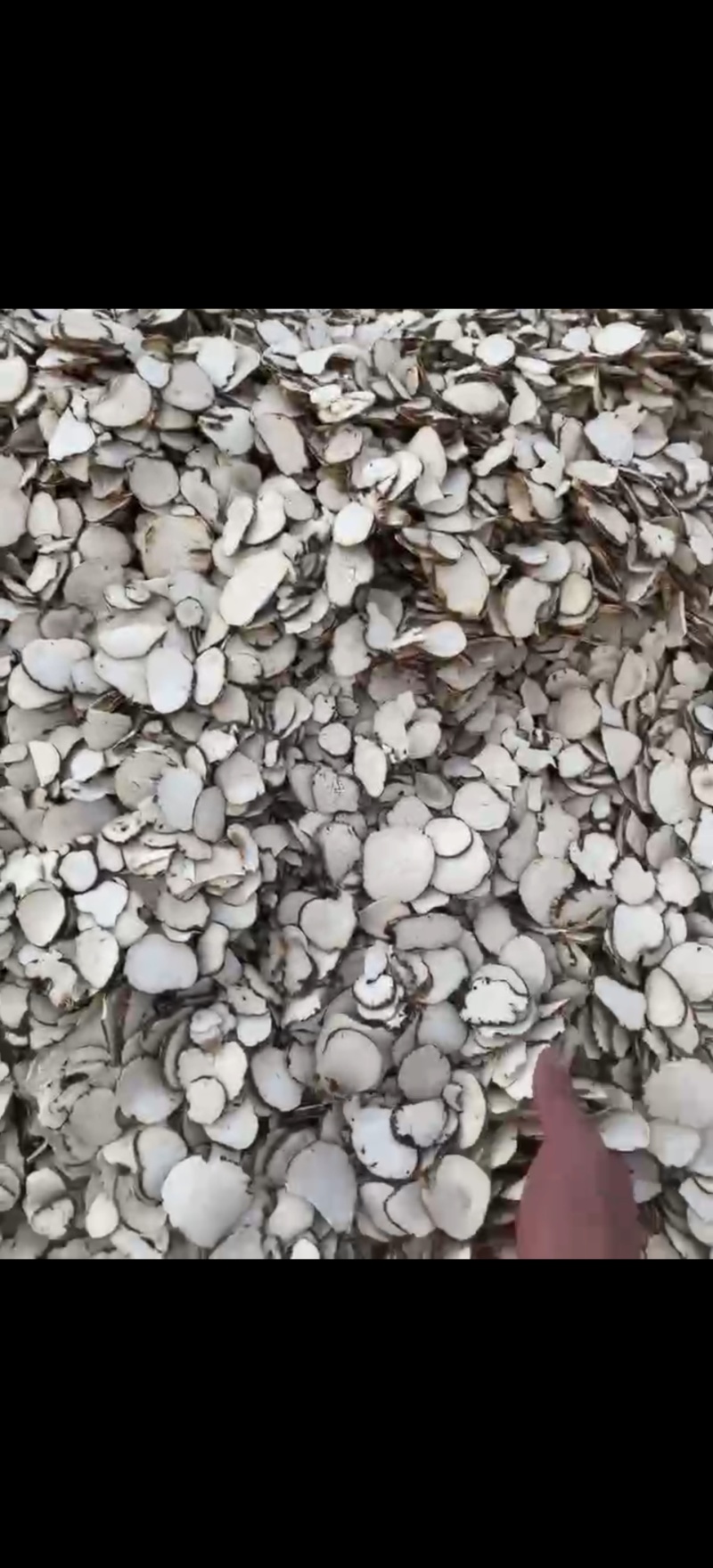 大量批发重楼片，一手货源，质量保证，量大价优