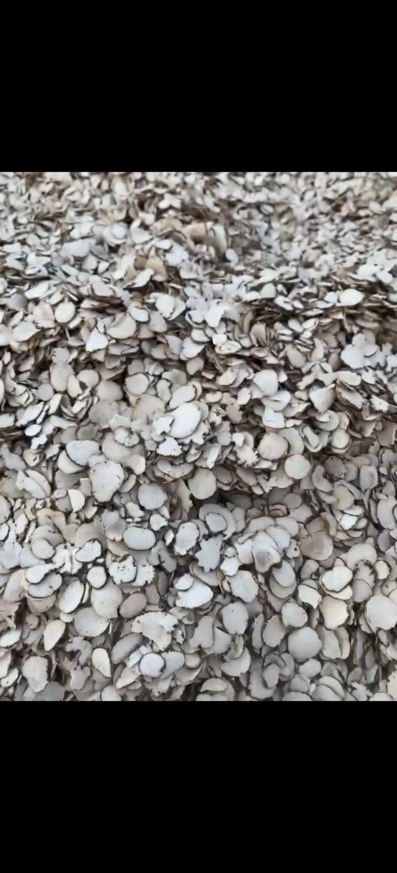 大量批发重楼片，一手货源，质量保证，量大价优
