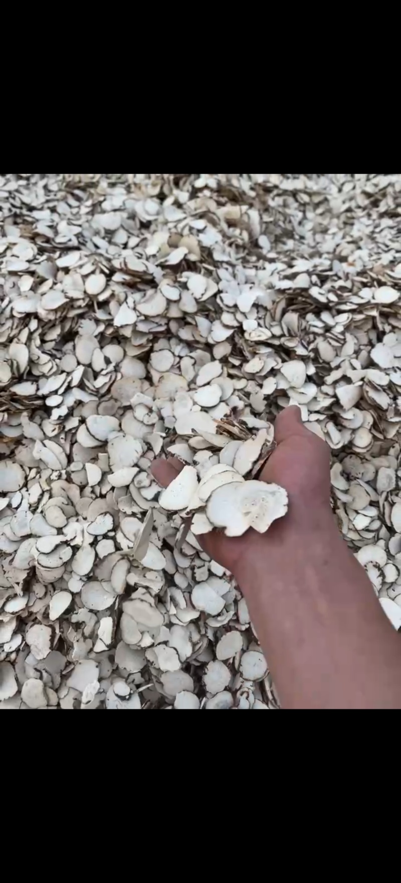 大量批发重楼片，一手货源，质量保证，量大价优