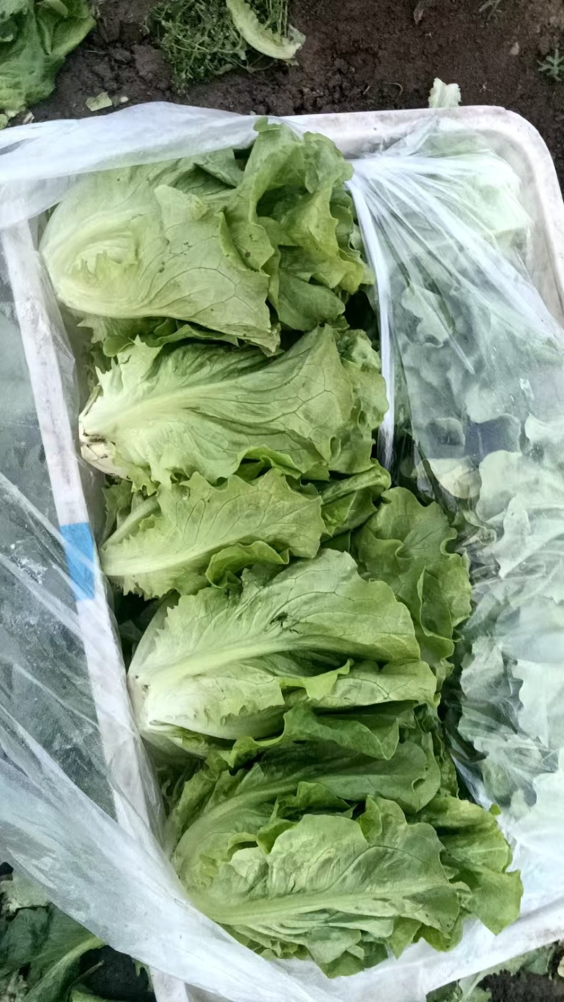 意大利生菜，可实地看货，可视频看货。欢迎各位老板前来选购