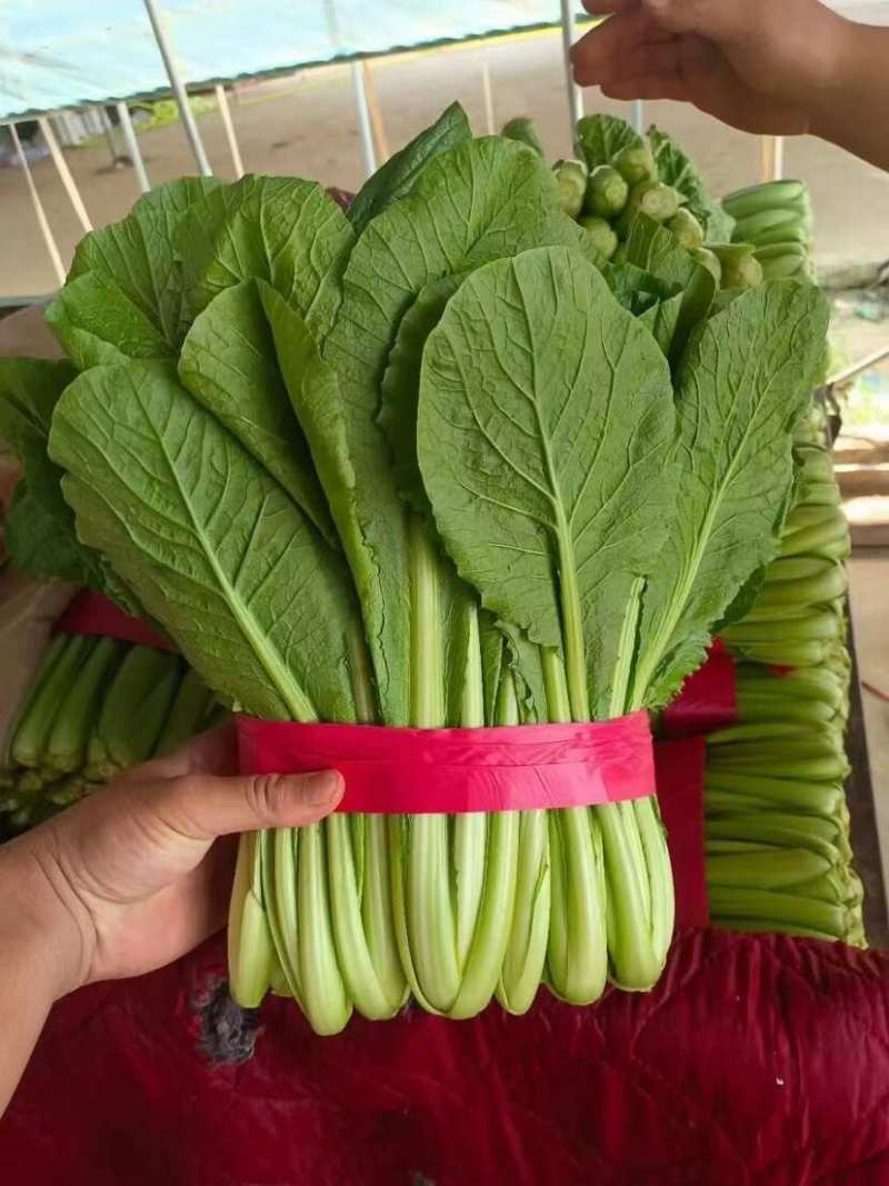 速生小白菜叶菜青叶小白菜承接商超电商配货代发全国