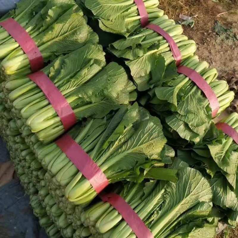 速生小白菜叶菜青叶小白菜承接商超电商配货代发全国