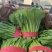 速生小白菜叶菜青叶小白菜承接商超电商配货代发全国