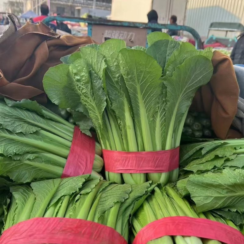 速生小白菜叶菜青叶小白菜承接商超电商配货代发全国