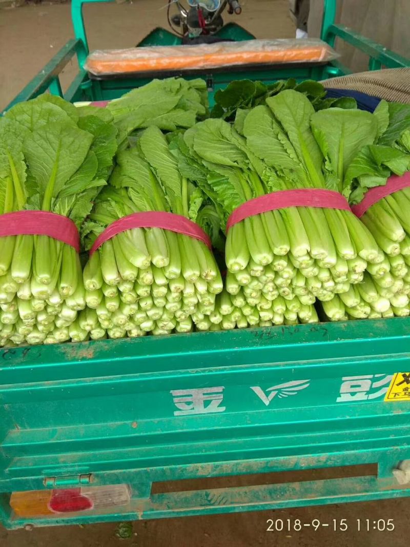 速生小白菜叶菜青叶小白菜承接商超电商配货代发全国