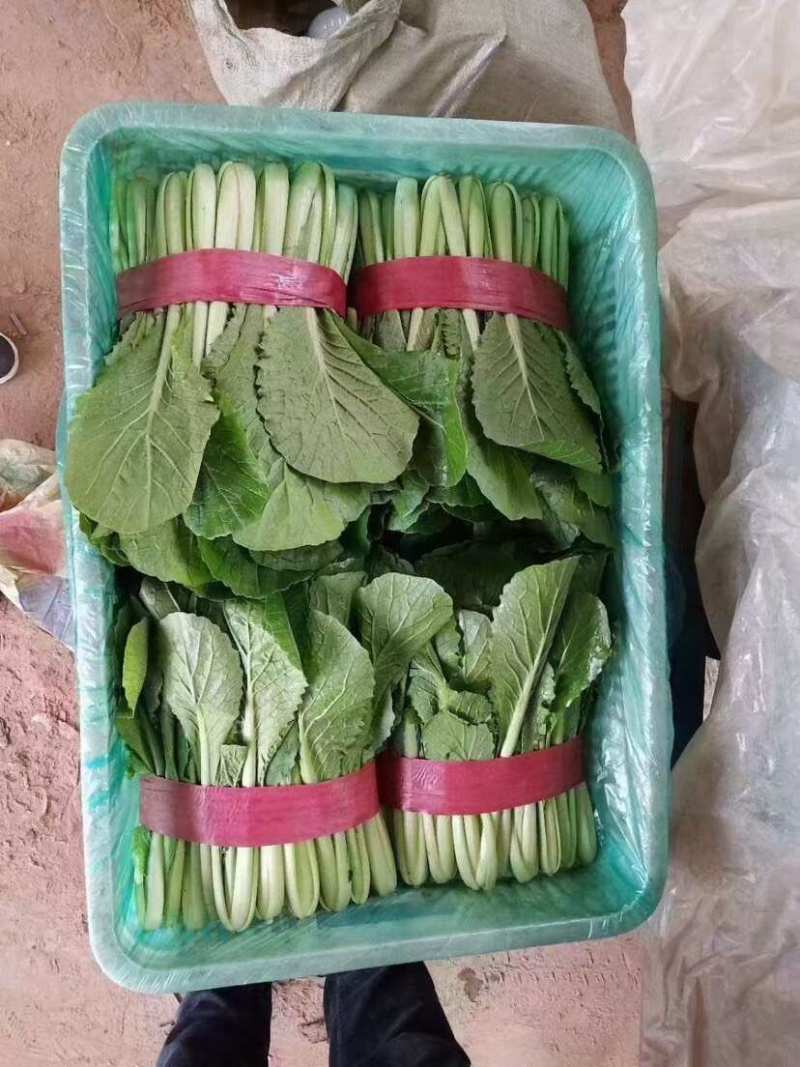 速生小白菜叶菜青叶小白菜承接商超电商配货代发全国