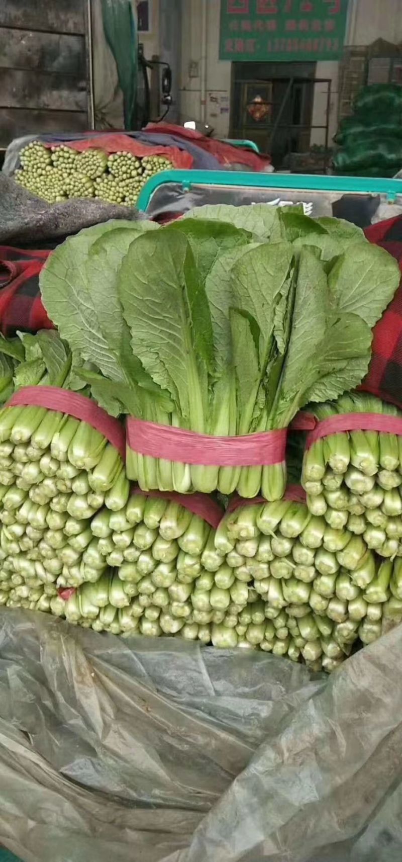 速生小白菜叶菜青叶小白菜承接商超电商配货代发全国