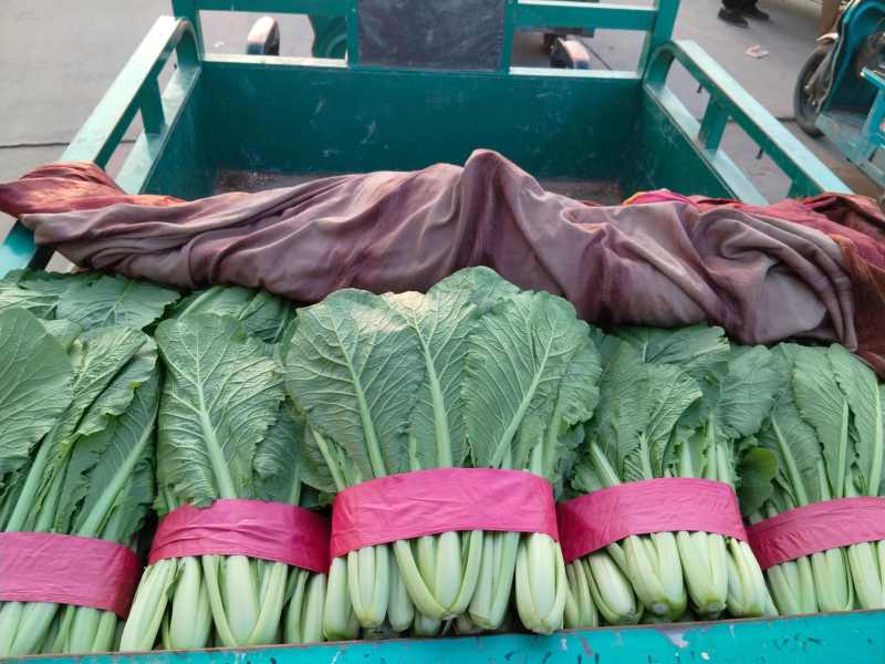 速生小白菜叶菜青叶小白菜承接商超电商配货代发全国