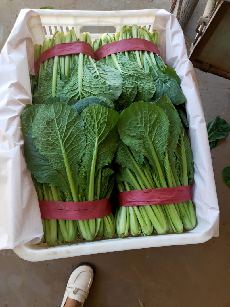 速生小白菜叶菜青叶小白菜承接商超电商配货代发全国