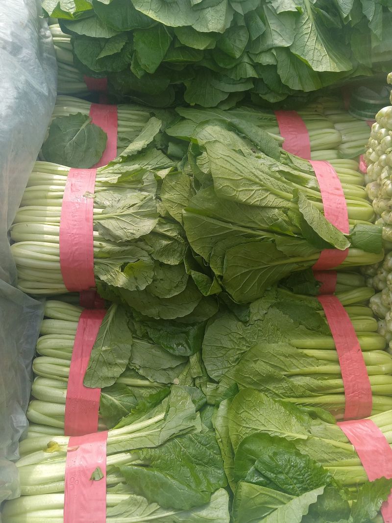 速生小白菜叶菜青叶小白菜承接商超电商配货代发全国