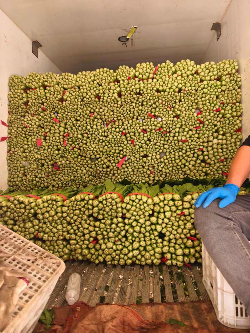 速生小白菜叶菜青叶小白菜承接商超电商配货代发全国