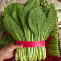 速生小白菜叶菜青叶小白菜承接商超电商配货代发全国