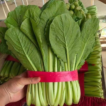 速生小白菜叶菜青叶小白菜承接商超电商配货代发全国