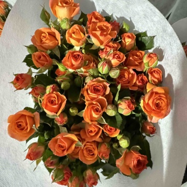 橙色芭比鲜花10枝一扎云南基地直发，批发价格。