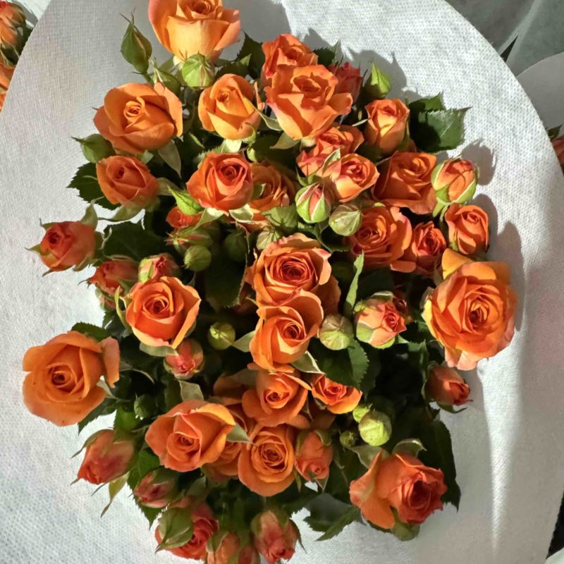 橙色芭比鲜花10枝一扎云南基地直发，批发价格。