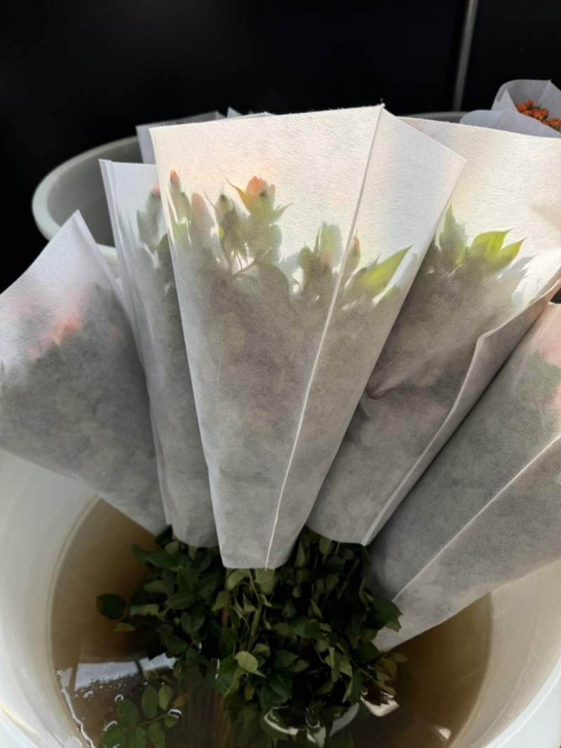 橙色芭比鲜花10枝一扎云南基地直发，批发价格。