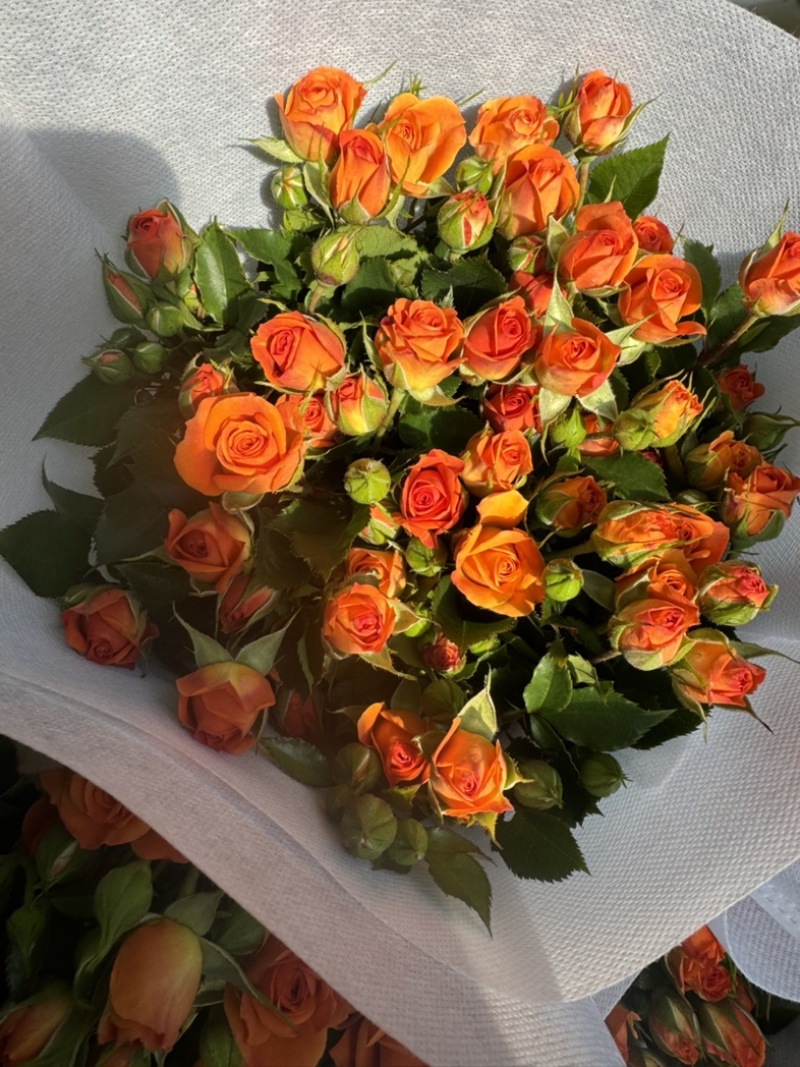橙色芭比鲜花10枝一扎云南基地直发，批发价格。