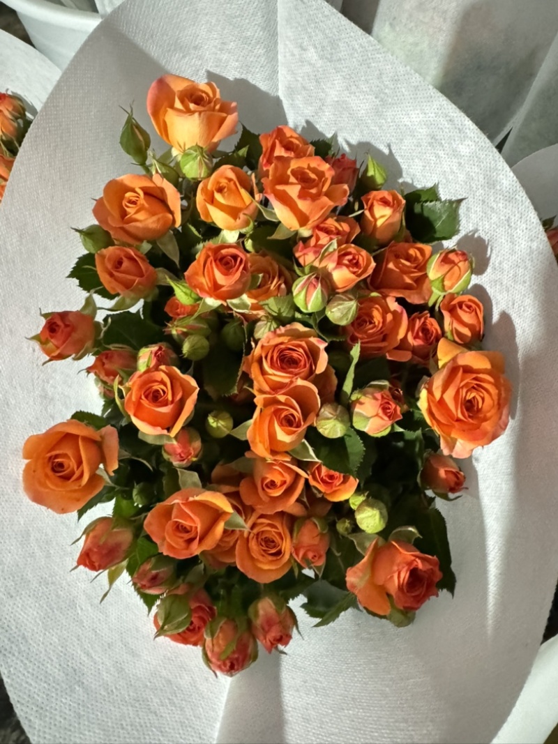橙色芭比鲜花10枝一扎云南基地直发，批发价格。