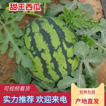 云南磨憨,打洛甜王西瓜对接市场电商商超