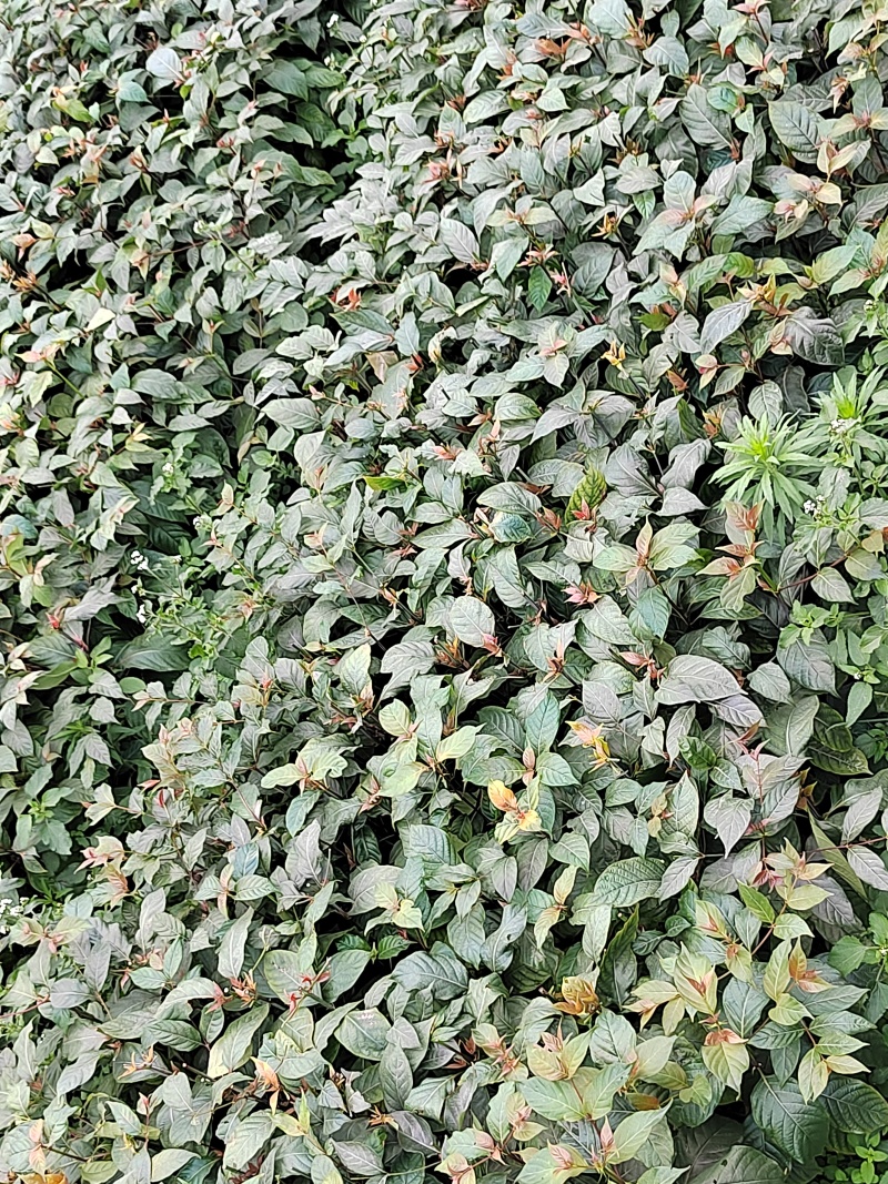 高产钩藤苗
