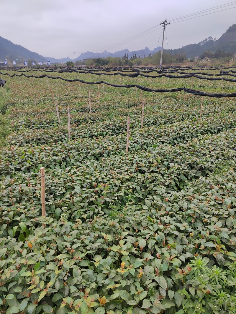 高产钩藤苗