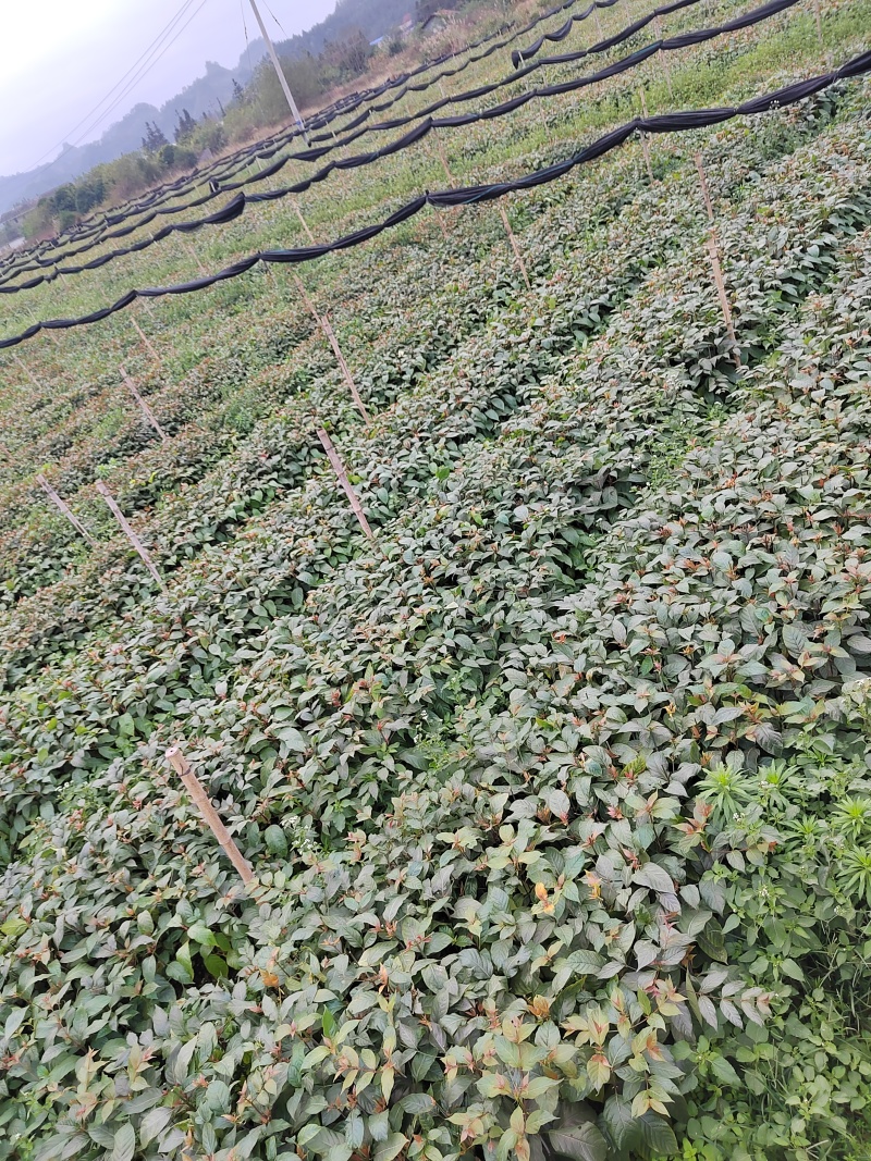 高产钩藤苗