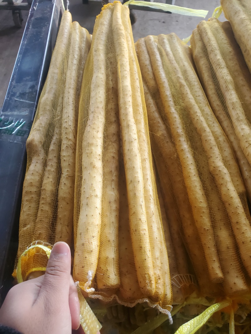 原产地种植小白嘴白山药铁棍山药现挖新鲜蔬菜小白嘴山药批发