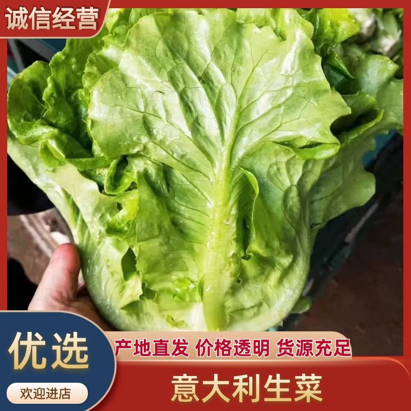 意大利生菜4两~5两，意大利生菜，可视频，可现场