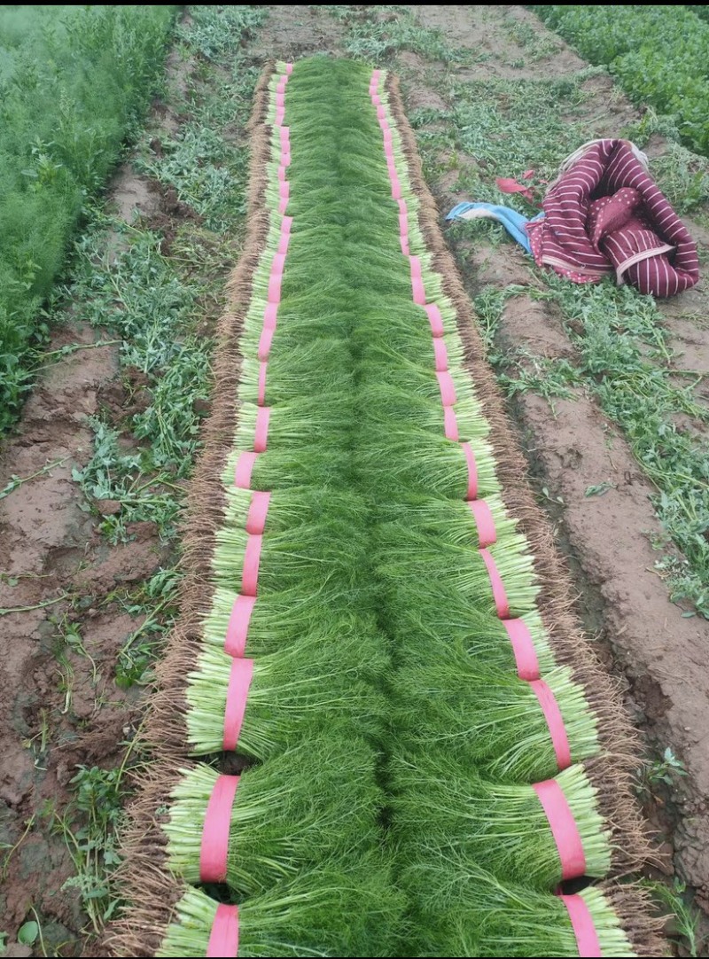 茴香河北茴香精品叶菜承接商超配货加工厂货