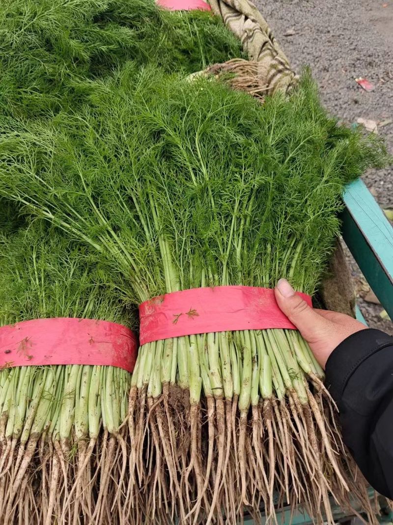 茴香河北茴香精品叶菜承接商超配货加工厂货