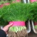 茴香河北茴香精品叶菜承接商超配货加工厂货