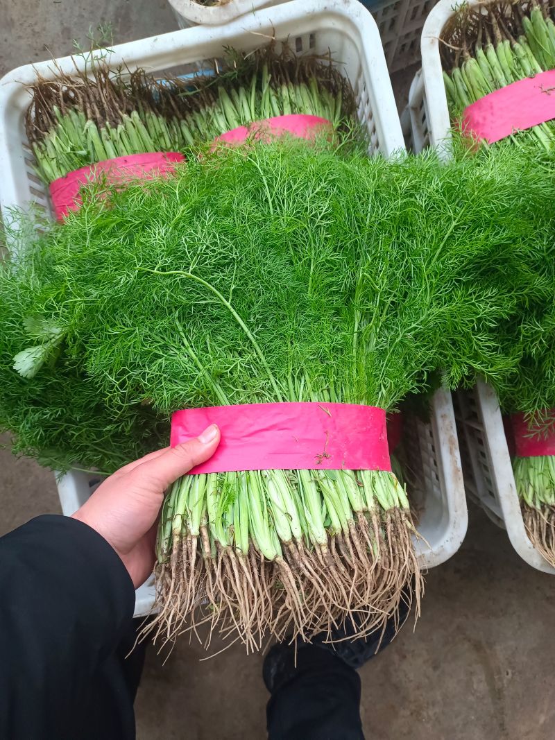 茴香河北茴香精品叶菜承接商超配货加工厂货