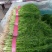 茴香河北茴香精品叶菜承接商超配货加工厂货