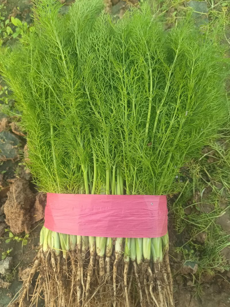 茴香河北茴香精品叶菜承接商超配货加工厂货