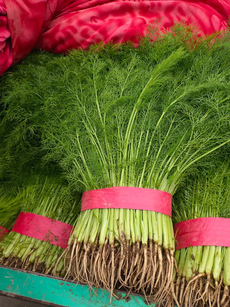 茴香河北茴香精品叶菜承接商超配货加工厂货