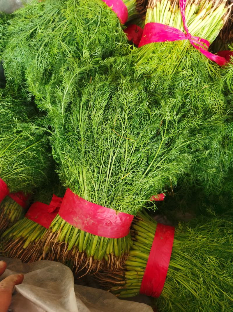 茴香河北茴香精品叶菜承接商超配货加工厂货