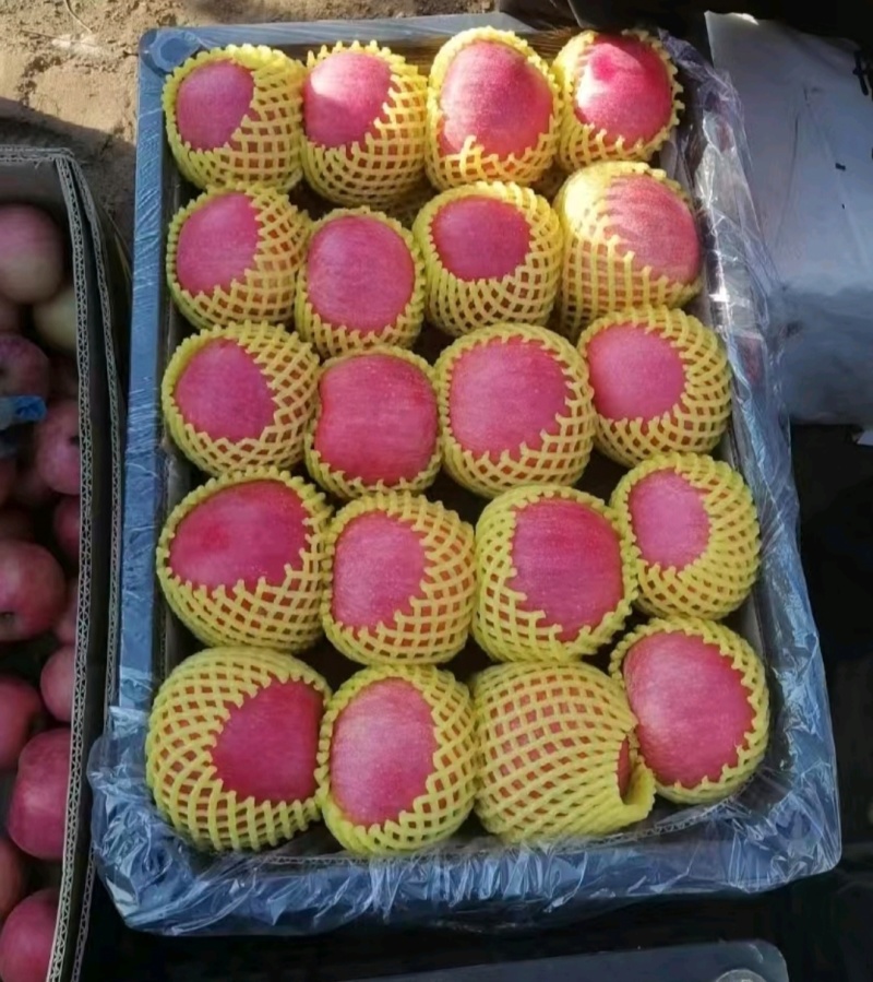 山东苹果红富士苹果膜袋，纸袋大量上市货源充足量大从优