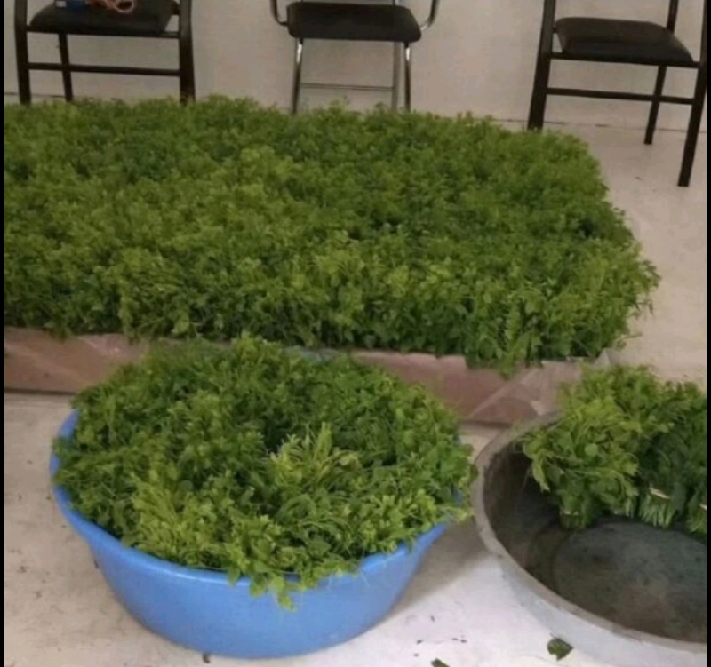 龙须菜，大型基地供应保品质，有量