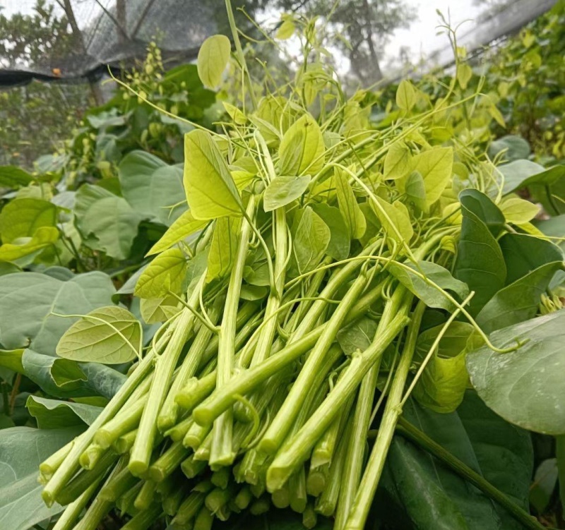 龙须菜，大型基地供应保品质，有量