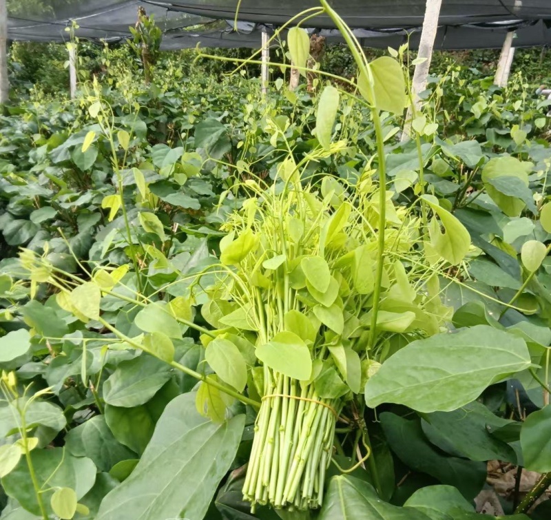 龙须菜，大型基地供应保品质，有量