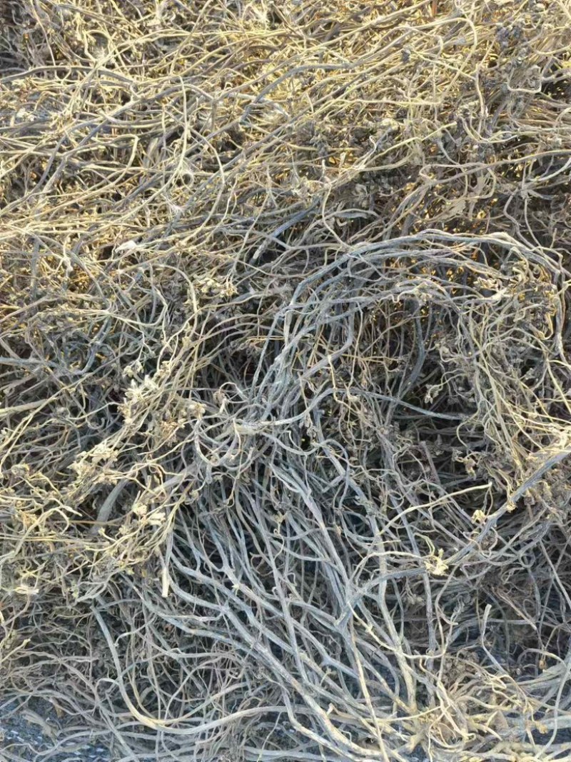 自种精品马齿苋中药材，无根无杂质自然晾晒产地直发欢迎下单