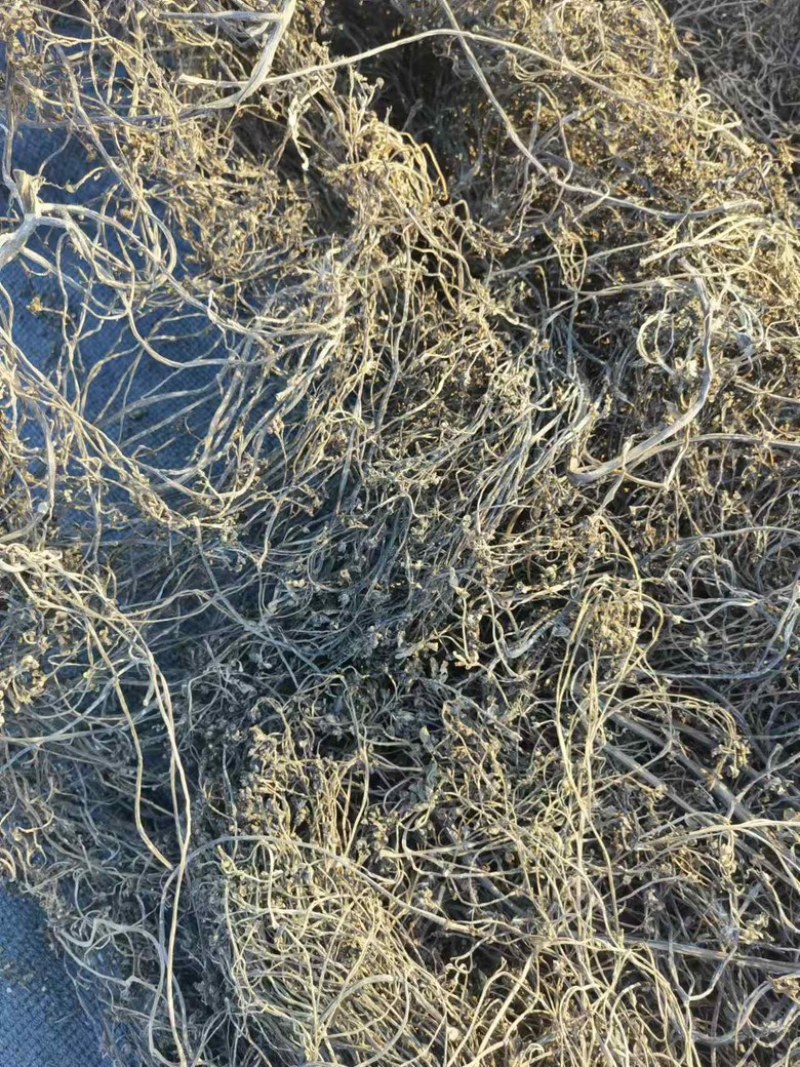 自种精品马齿苋中药材，无根无杂质自然晾晒产地直发欢迎下单