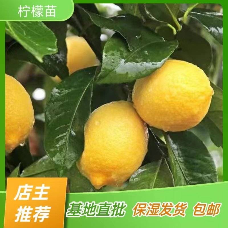 尤力克柠檬苗香水柠檬苗嫁接苗产地直销【批发】技术指导