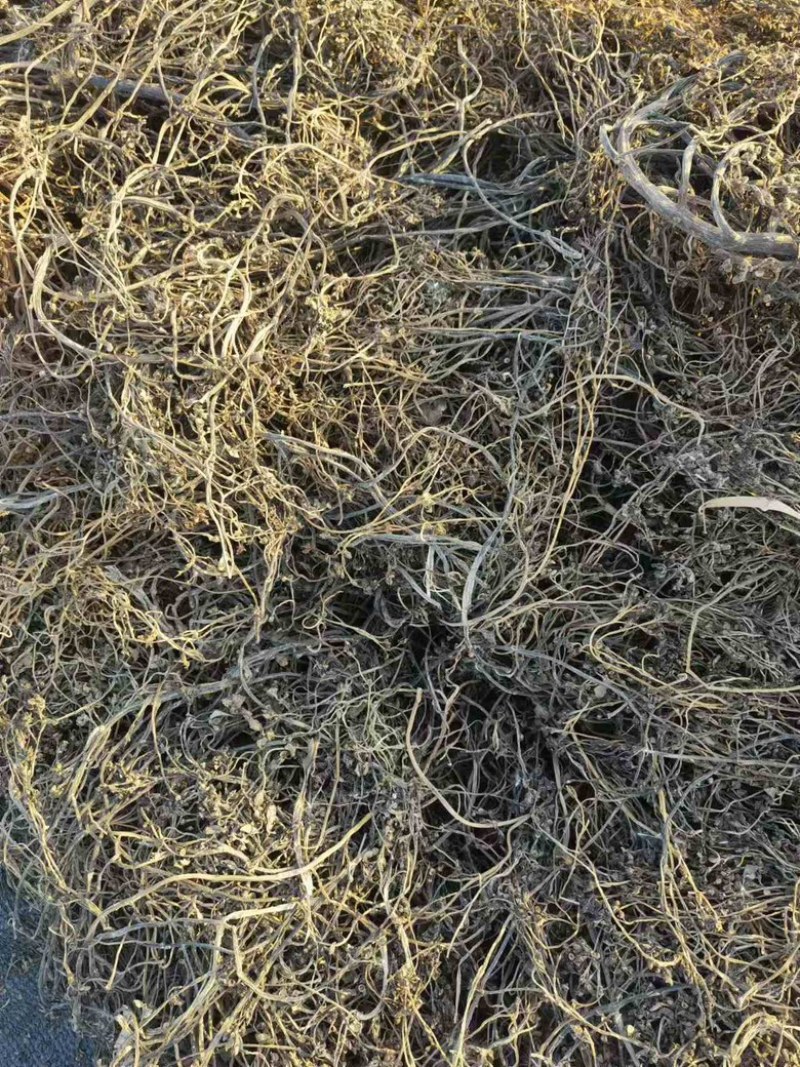 自种精品马齿苋中药材，无根无杂质自然晾晒产地直发欢迎下单
