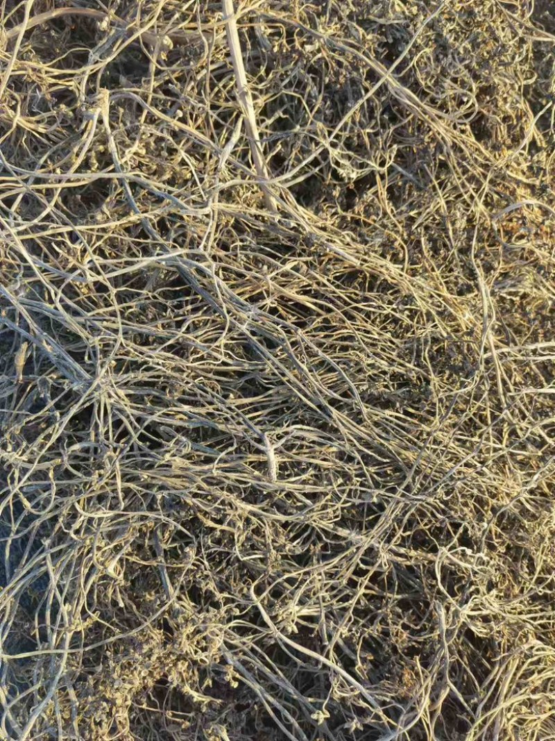 自种精品马齿苋中药材，无根无杂质自然晾晒产地直发欢迎下单