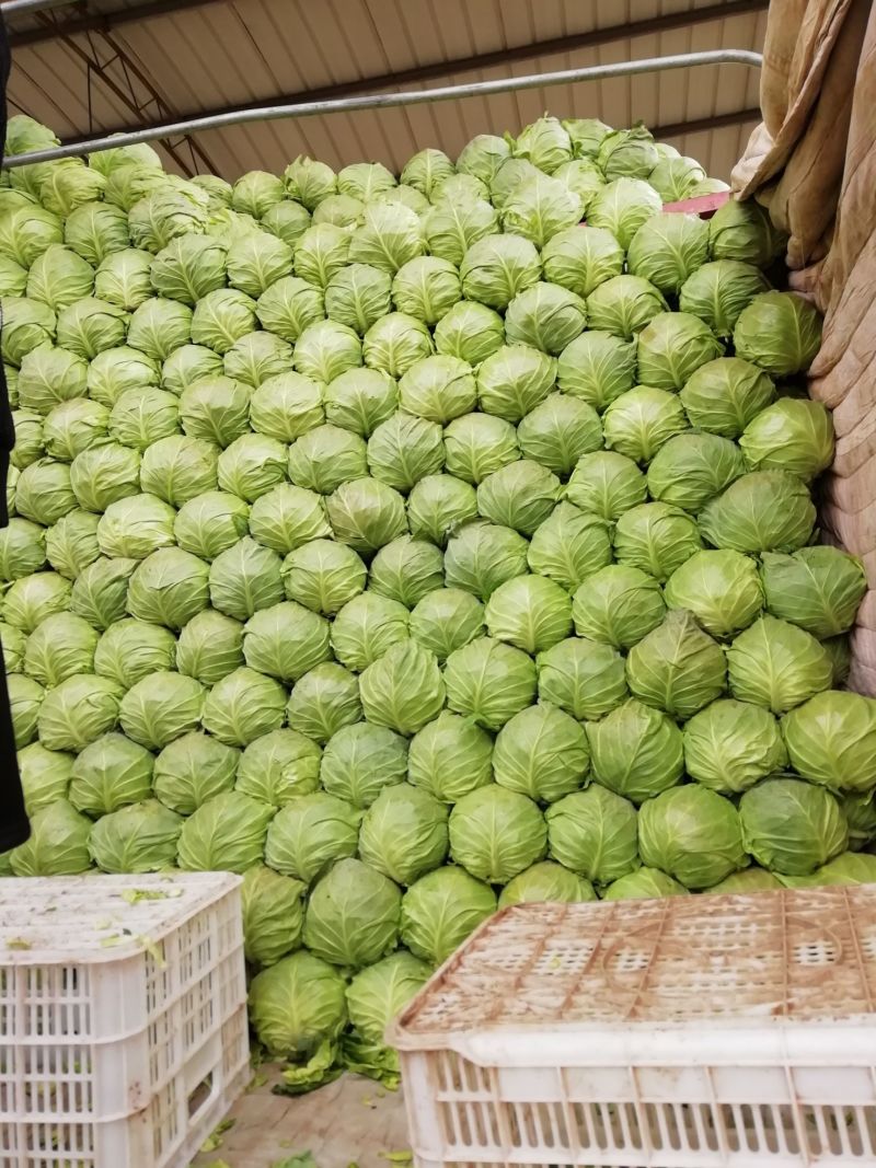 实力品质绿甘蓝河北绿包菜萱甘蓝商超配货食堂工厂代发全国