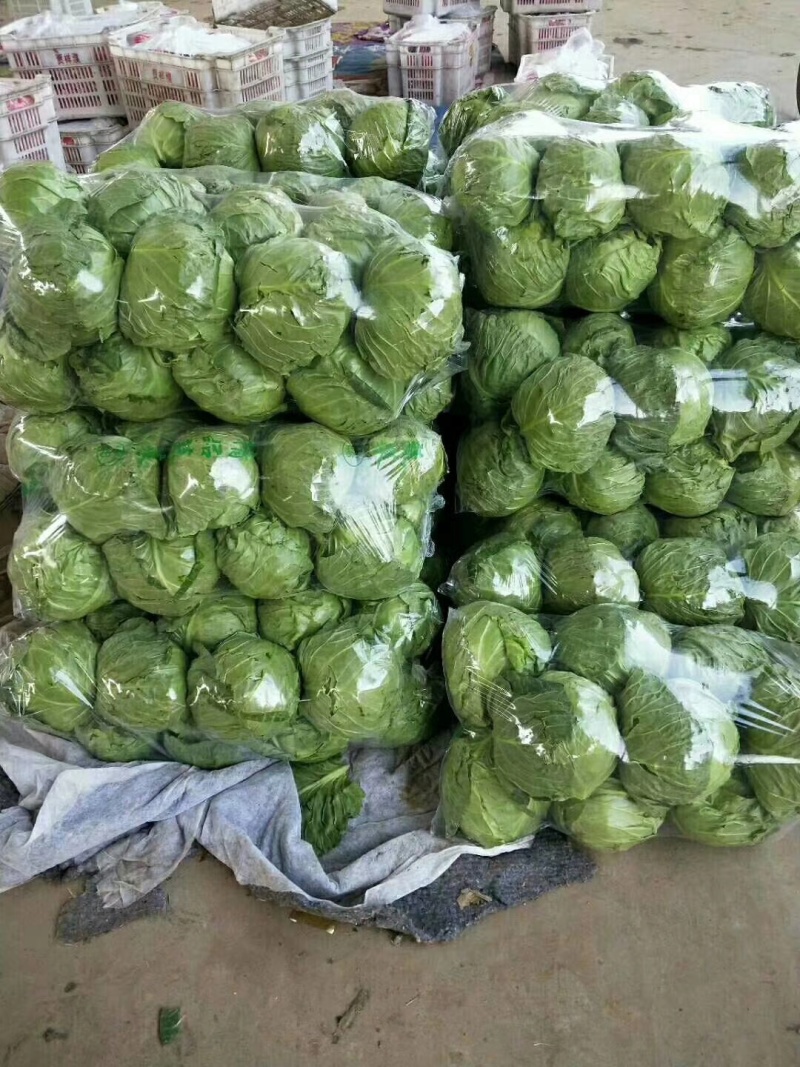 实力品质绿甘蓝河北绿包菜萱甘蓝商超配货食堂工厂代发全国