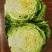 实力品质绿甘蓝河北绿包菜萱甘蓝商超配货食堂工厂代发全国
