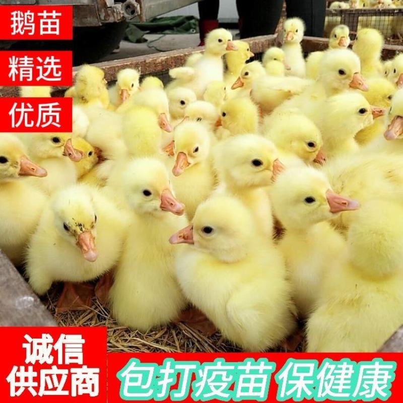 大四季鹅苗包打疫苗包健康全国发货诚信服务